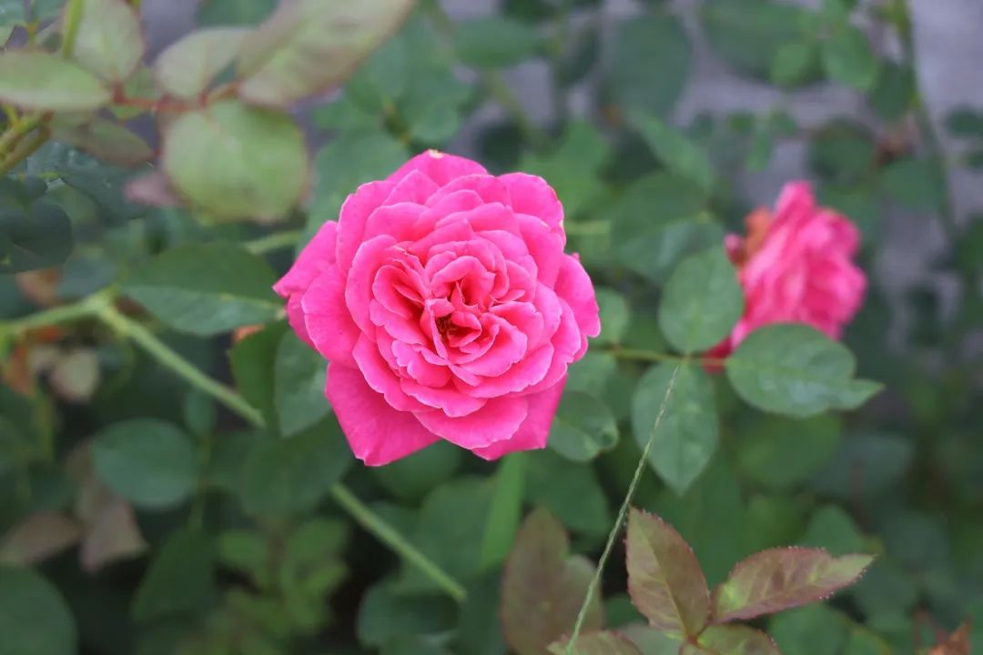 沈阳公墓心藏美好，龙生墓园手染芳菲 ,五一劳动节快乐！