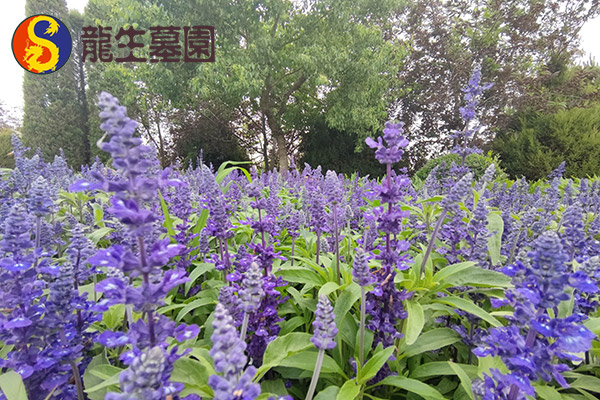 沈阳市龙生墓园