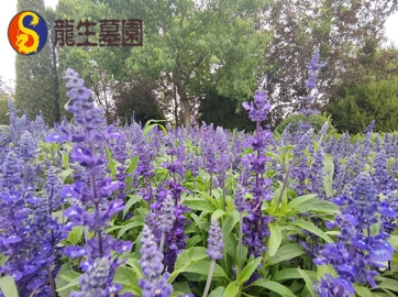 沈阳墓园预约指南-流程/材料/避坑提示
