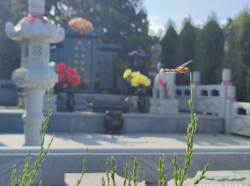 沈阳公墓山清水秀鸟语花香有何特别之处？其名称背后有何传说或寓意？