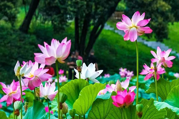 沈阳公墓文化传承——永恒记忆，历久弥新